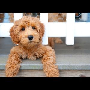 Meet your Posher, Joelle